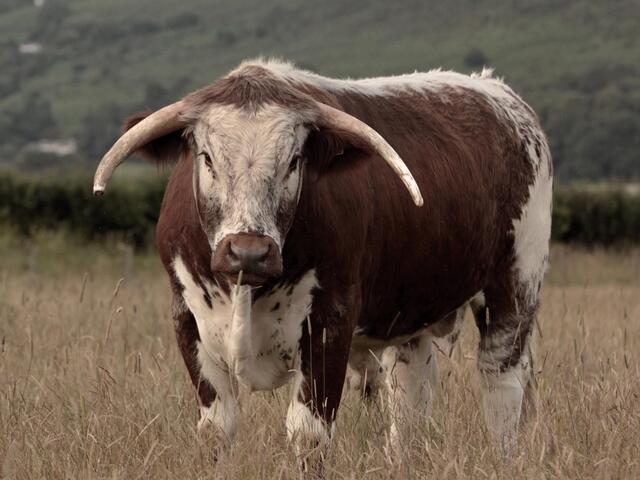 longhorn breed cow