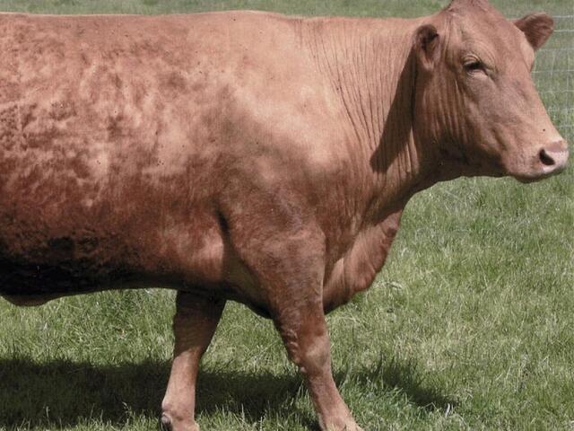 south devon cow 