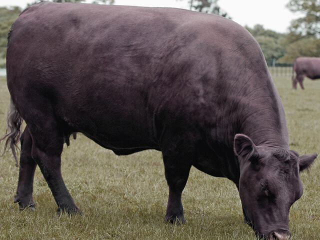 sussex cow 