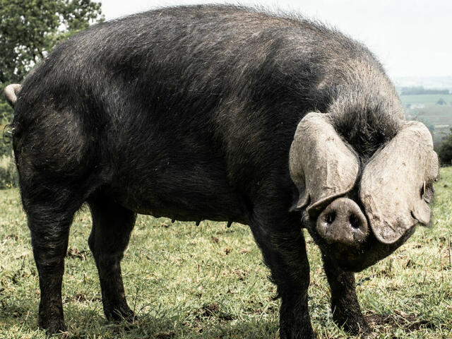 large black pig 