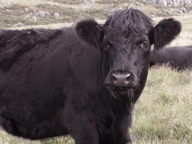 welsh black cow 