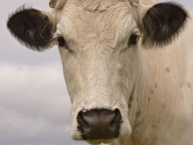 british white cow