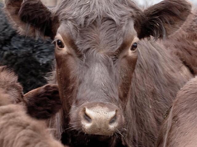 red poll cow 