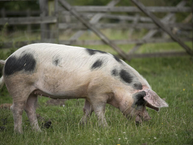 gloucestershire old spot pig