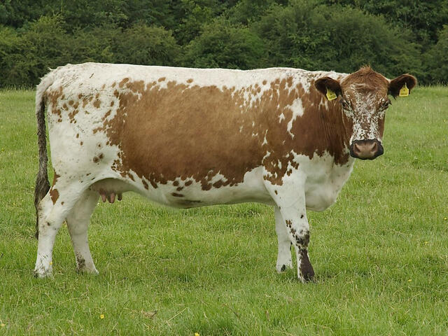 irish moiled cow