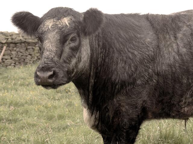 blue grey cow