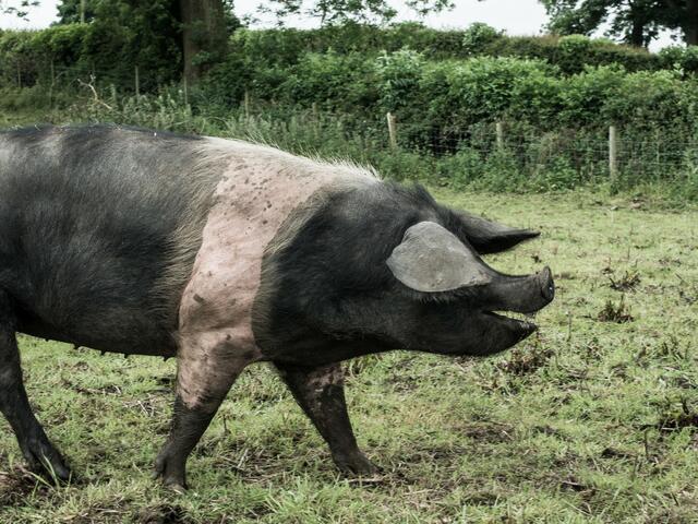 saddleback pig breed