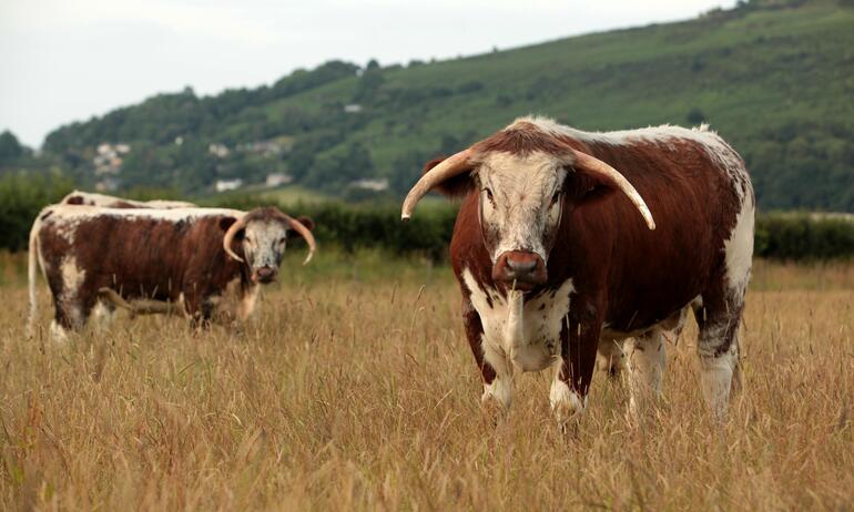 longhorns 