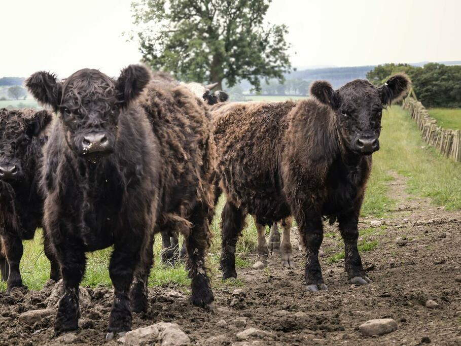 heritage breed of cows standing in a field with green grass and open landscape behind them