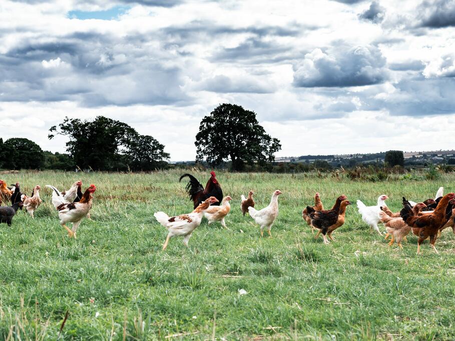 chicken group on farm 