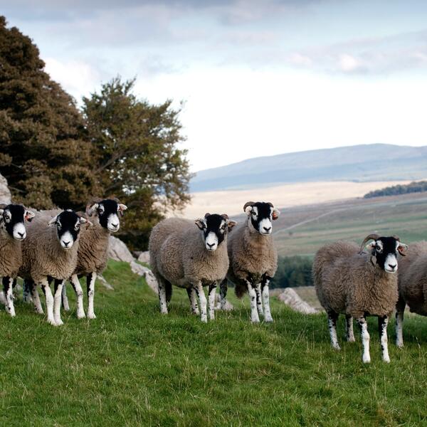 Swaledale Mutton