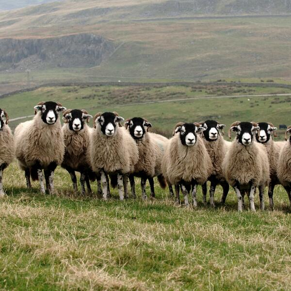 swaledale breed sheep 