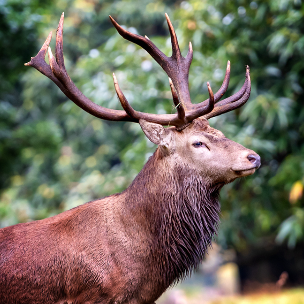 heritage venison 